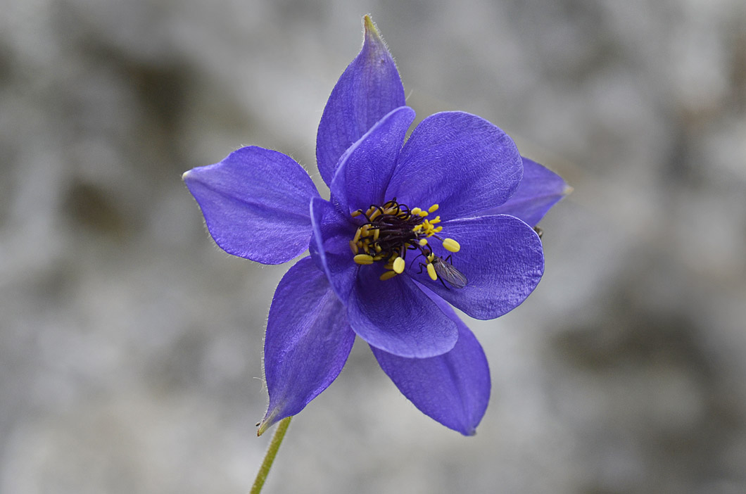 Aquilegia einseleana / Aquilegia di Einsele